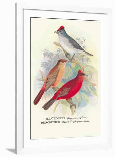 Pileated Finch, Red-Crested Finch-Arthur G. Butler-Framed Art Print