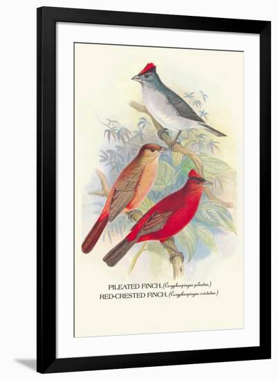 Pileated Finch, Red-Crested Finch-Arthur G. Butler-Framed Art Print