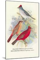 Pileated Finch, Red-Crested Finch-Arthur G. Butler-Mounted Art Print