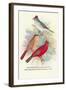 Pileated Finch, Red-Crested Finch-Arthur G. Butler-Framed Art Print