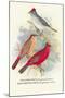 Pileated Finch, Red-Crested Finch-Arthur G. Butler-Mounted Art Print
