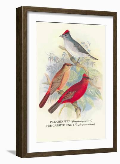 Pileated Finch, Red-Crested Finch-Arthur G. Butler-Framed Art Print