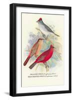 Pileated Finch, Red-Crested Finch-Arthur G. Butler-Framed Art Print