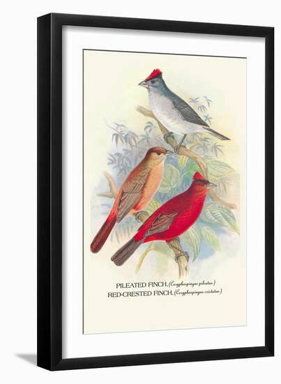 Pileated Finch, Red-Crested Finch-Arthur G. Butler-Framed Art Print