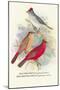 Pileated Finch, Red-Crested Finch-Arthur G. Butler-Mounted Art Print