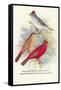 Pileated Finch, Red-Crested Finch-Arthur G. Butler-Framed Stretched Canvas