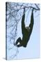 Pileated Gibbon Hanging in Tree-null-Stretched Canvas
