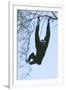 Pileated Gibbon Hanging in Tree-null-Framed Photographic Print