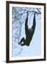 Pileated Gibbon Hanging in Tree-null-Framed Photographic Print
