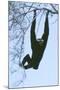 Pileated Gibbon Hanging in Tree-null-Mounted Photographic Print