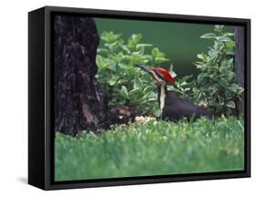 Pileated Woodpecker at Stump, Louisville, Kentucky, USA-Adam Jones-Framed Stretched Canvas