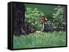 Pileated Woodpecker at Stump, Louisville, Kentucky, USA-Adam Jones-Framed Stretched Canvas