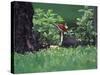 Pileated Woodpecker at Stump, Louisville, Kentucky, USA-Adam Jones-Stretched Canvas