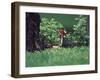 Pileated Woodpecker at Stump, Louisville, Kentucky, USA-Adam Jones-Framed Photographic Print