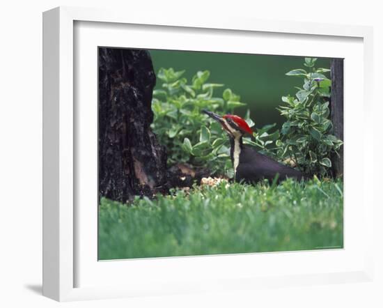 Pileated Woodpecker at Stump, Louisville, Kentucky, USA-Adam Jones-Framed Photographic Print