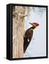 Pileated Woodpecker, Caddo Lake, Texas, USA-Larry Ditto-Framed Stretched Canvas