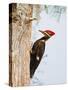 Pileated Woodpecker, Caddo Lake, Texas, USA-Larry Ditto-Stretched Canvas