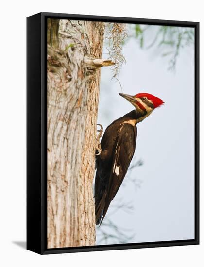 Pileated Woodpecker, Caddo Lake, Texas, USA-Larry Ditto-Framed Stretched Canvas