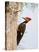 Pileated Woodpecker, Caddo Lake, Texas, USA-Larry Ditto-Stretched Canvas