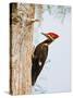 Pileated Woodpecker, Caddo Lake, Texas, USA-Larry Ditto-Stretched Canvas