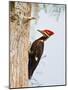 Pileated Woodpecker, Caddo Lake, Texas, USA-Larry Ditto-Mounted Photographic Print