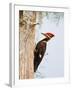 Pileated Woodpecker, Caddo Lake, Texas, USA-Larry Ditto-Framed Photographic Print