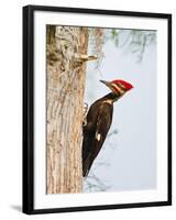 Pileated Woodpecker, Caddo Lake, Texas, USA-Larry Ditto-Framed Photographic Print