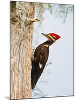 Pileated Woodpecker, Caddo Lake, Texas, USA-Larry Ditto-Mounted Photographic Print