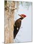 Pileated Woodpecker, Caddo Lake, Texas, USA-Larry Ditto-Mounted Photographic Print