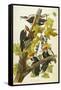 Pileated Woodpecker (Dryocopus Pileatus), Plate Cxi, from 'The Birds of America'-John James Audubon-Framed Stretched Canvas