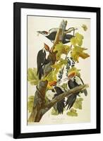 Pileated Woodpecker (Dryocopus Pileatus), Plate Cxi, from 'The Birds of America'-John James Audubon-Framed Giclee Print