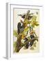 Pileated Woodpecker (Dryocopus Pileatus), Plate Cxi, from 'The Birds of America'-John James Audubon-Framed Giclee Print