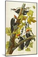Pileated Woodpecker (Dryocopus Pileatus), Plate Cxi, from 'The Birds of America'-John James Audubon-Mounted Giclee Print