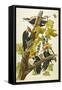 Pileated Woodpecker (Dryocopus Pileatus), Plate Cxi, from 'The Birds of America'-John James Audubon-Framed Stretched Canvas