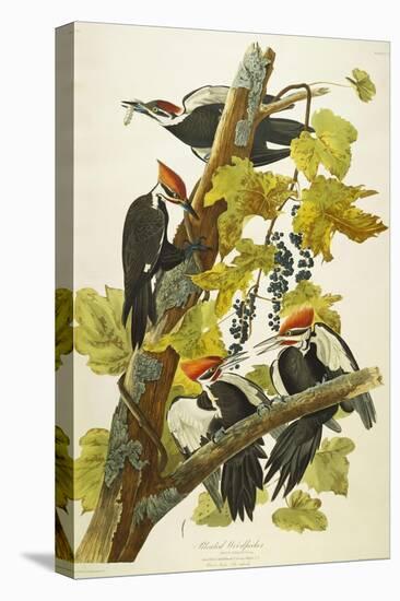 Pileated Woodpecker (Dryocopus Pileatus), Plate Cxi, from 'The Birds of America'-John James Audubon-Stretched Canvas