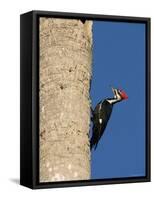 Pileated Woodpecker, Female at Nest Hole in Palm Tree, Fl, USA-Rolf Nussbaumer-Framed Stretched Canvas