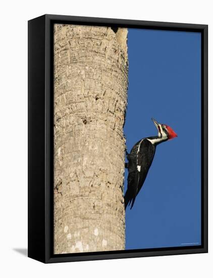 Pileated Woodpecker, Female at Nest Hole in Palm Tree, Fl, USA-Rolf Nussbaumer-Framed Stretched Canvas