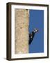 Pileated Woodpecker, Female at Nest Hole in Palm Tree, Fl, USA-Rolf Nussbaumer-Framed Photographic Print