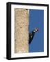 Pileated Woodpecker, Female at Nest Hole in Palm Tree, Fl, USA-Rolf Nussbaumer-Framed Photographic Print