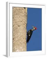 Pileated Woodpecker, Female at Nest Hole in Palm Tree, Fl, USA-Rolf Nussbaumer-Framed Photographic Print