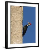 Pileated Woodpecker, Female at Nest Hole in Palm Tree, Fl, USA-Rolf Nussbaumer-Framed Photographic Print