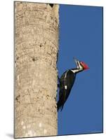 Pileated Woodpecker, Female at Nest Hole in Palm Tree, Fl, USA-Rolf Nussbaumer-Mounted Photographic Print