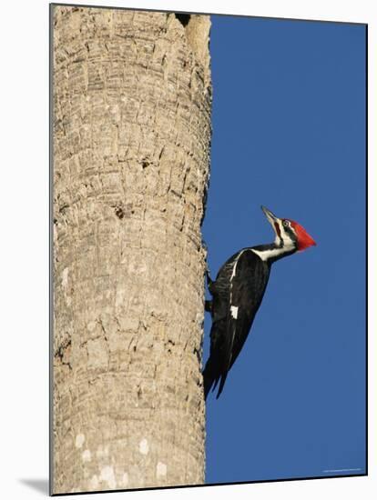 Pileated Woodpecker, Female at Nest Hole in Palm Tree, Fl, USA-Rolf Nussbaumer-Mounted Photographic Print