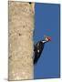 Pileated Woodpecker, Female at Nest Hole in Palm Tree, Fl, USA-Rolf Nussbaumer-Mounted Photographic Print