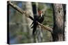 Pileated Woodpecker on Cypress Tree Branch-W. Perry Conway-Stretched Canvas