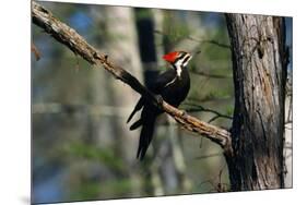 Pileated Woodpecker on Cypress Tree Branch-W. Perry Conway-Mounted Premium Photographic Print