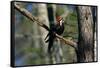 Pileated Woodpecker on Cypress Tree Branch-W. Perry Conway-Framed Stretched Canvas