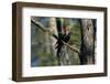 Pileated Woodpecker on Cypress Tree Branch-W. Perry Conway-Framed Photographic Print