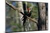 Pileated Woodpecker on Cypress Tree Branch-W. Perry Conway-Mounted Photographic Print