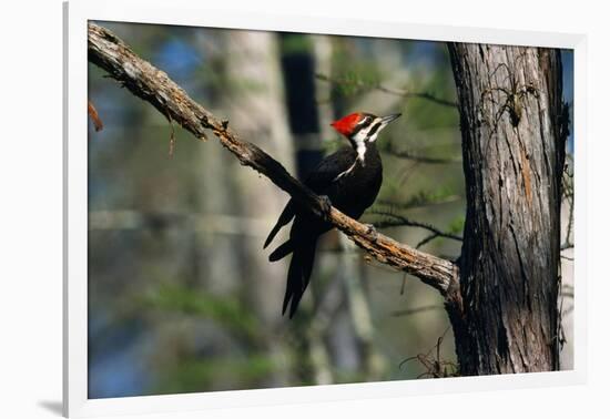 Pileated Woodpecker on Cypress Tree Branch-W. Perry Conway-Framed Photographic Print